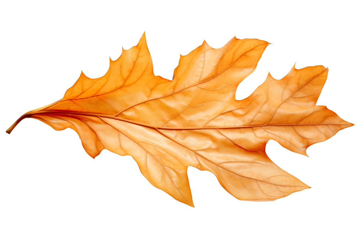 Autumn Leaves Magic(167)