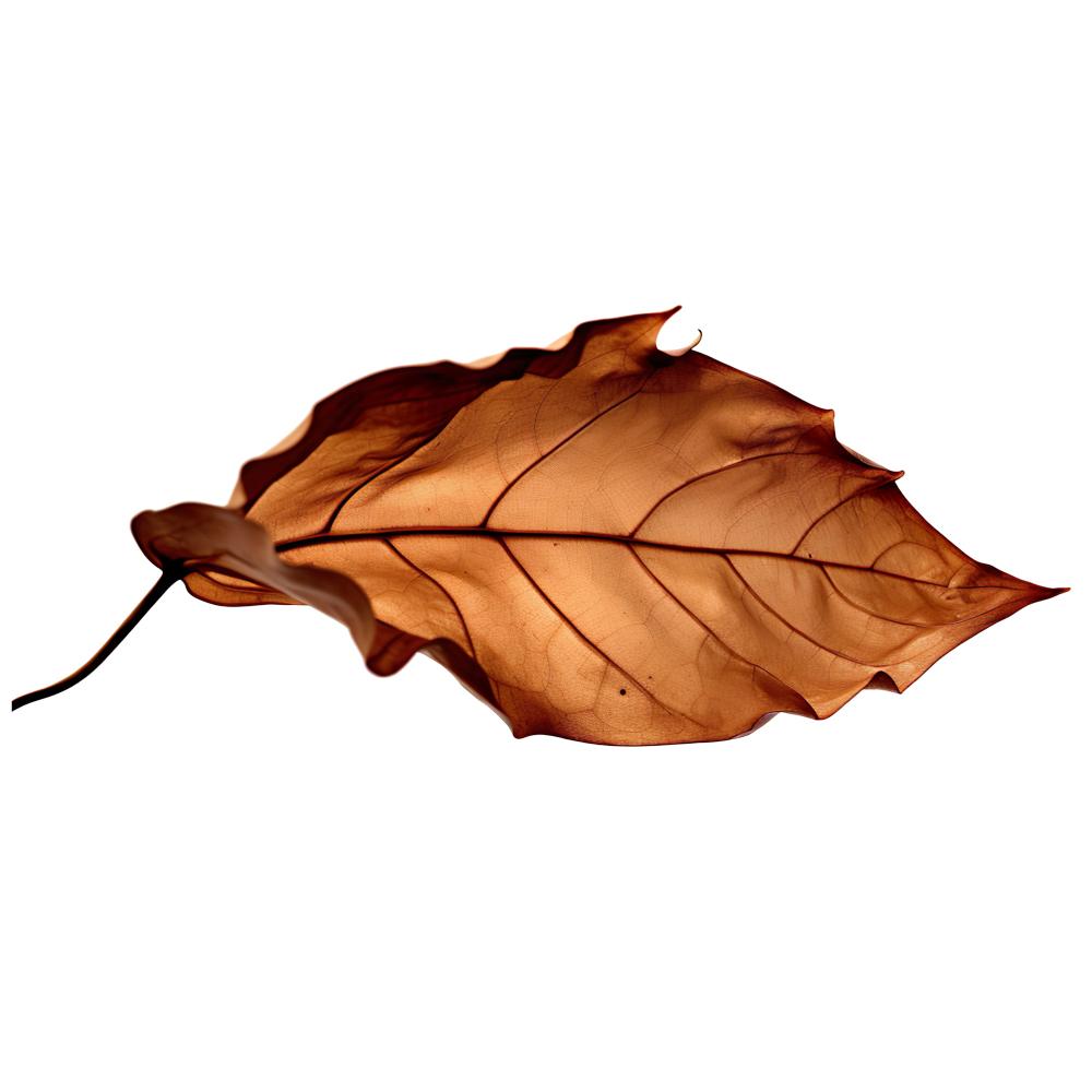 Autumn Leaves Magic(168)