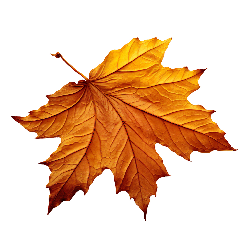 Autumn Leaves Magic(169)