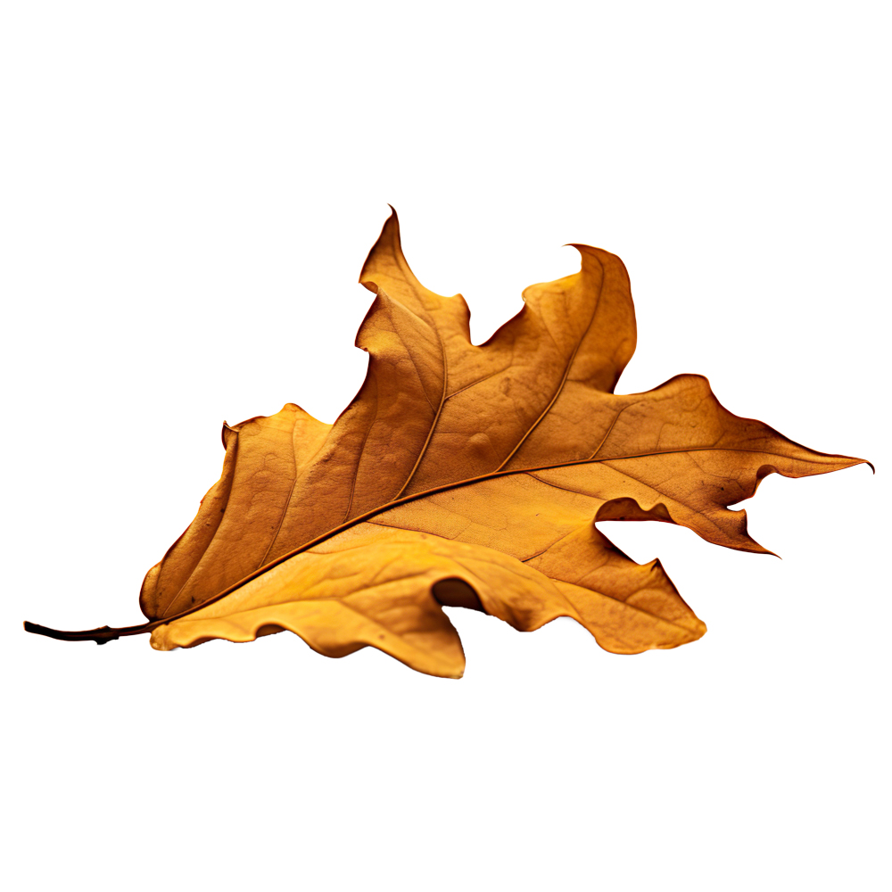 Autumn Leaves Magic(170)