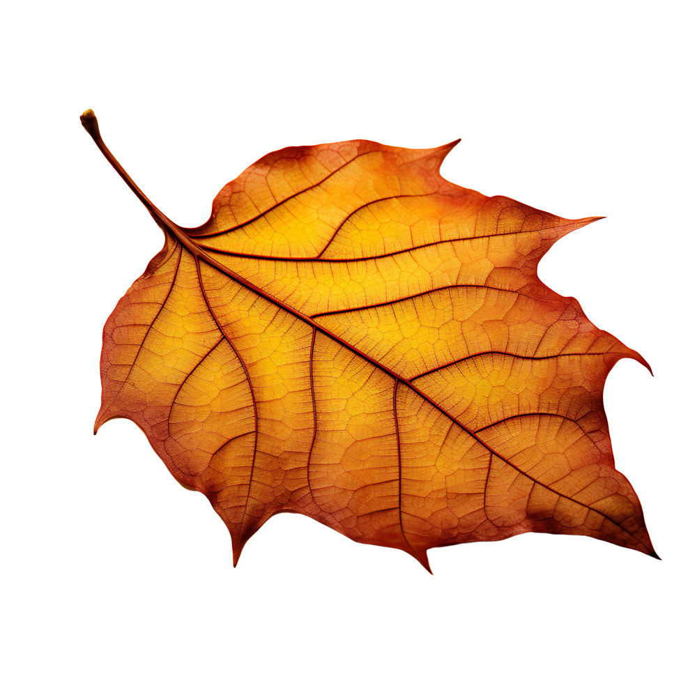 Autumn Leaves Magic(171)