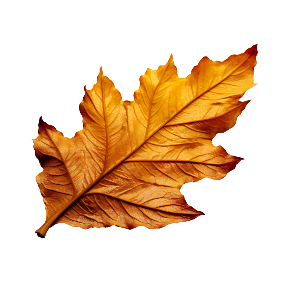 Autumn Leaves Magic(173)