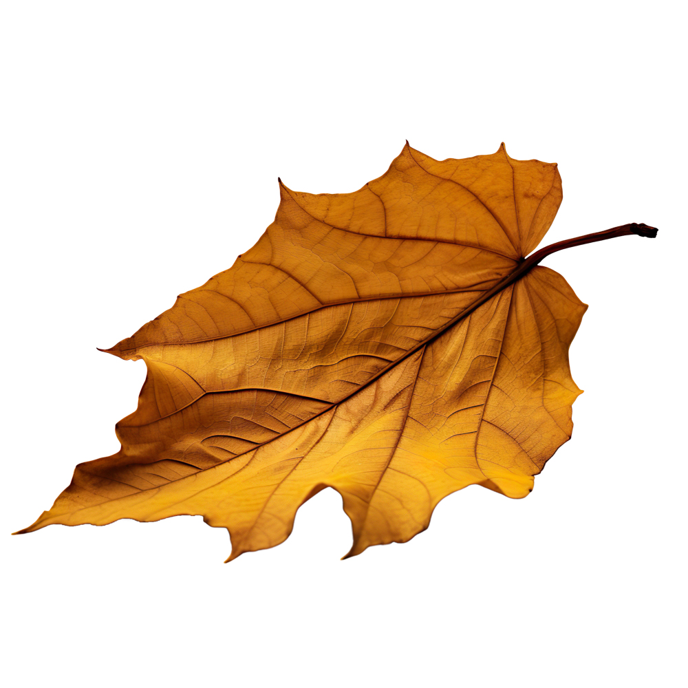 Autumn Leaves Magic(174)