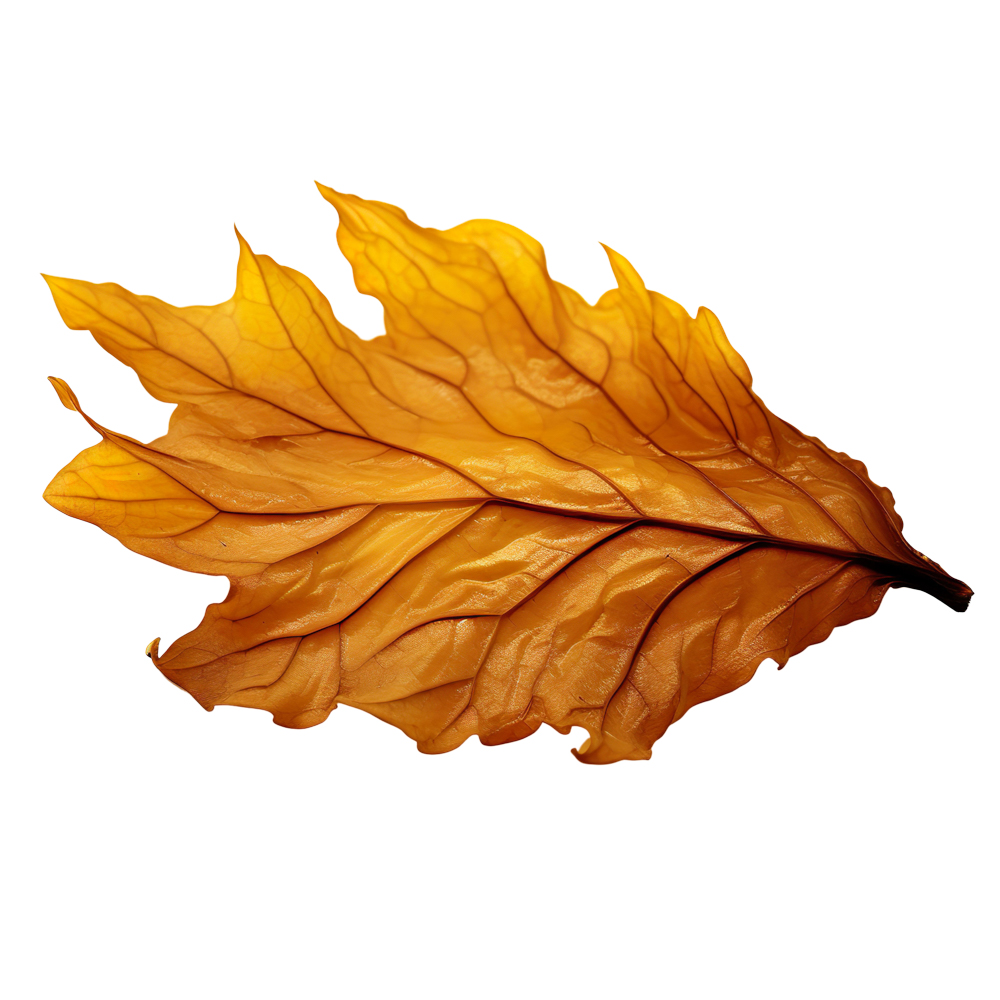 Autumn Leaves Magic(175)