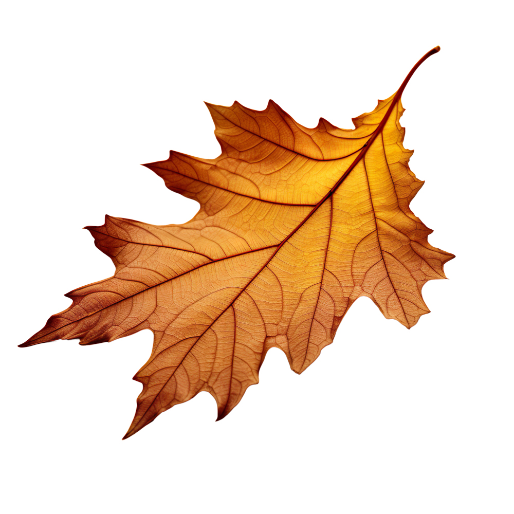 Autumn Leaves Magic(176)