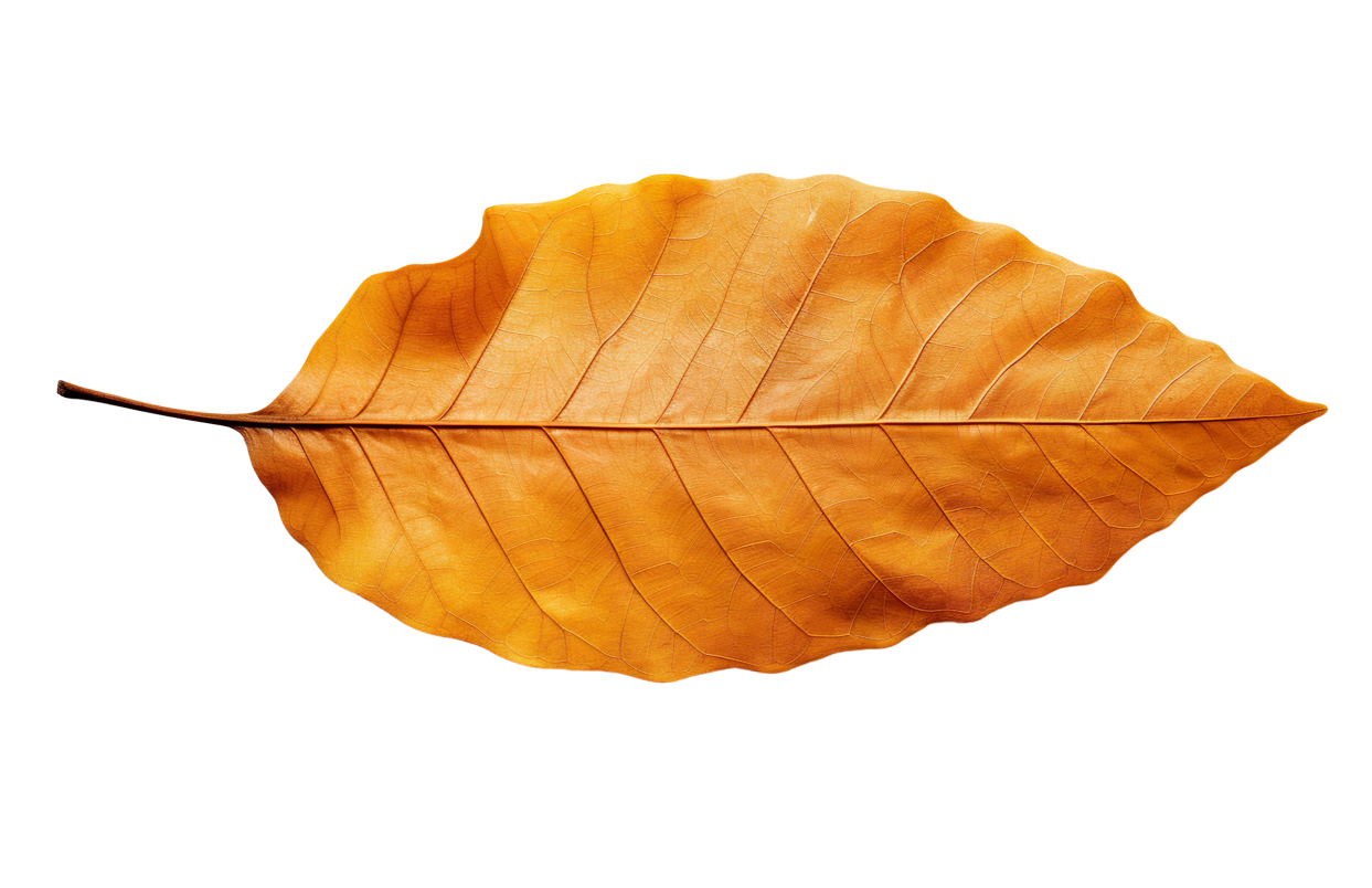 Autumn Leaves Magic(177)