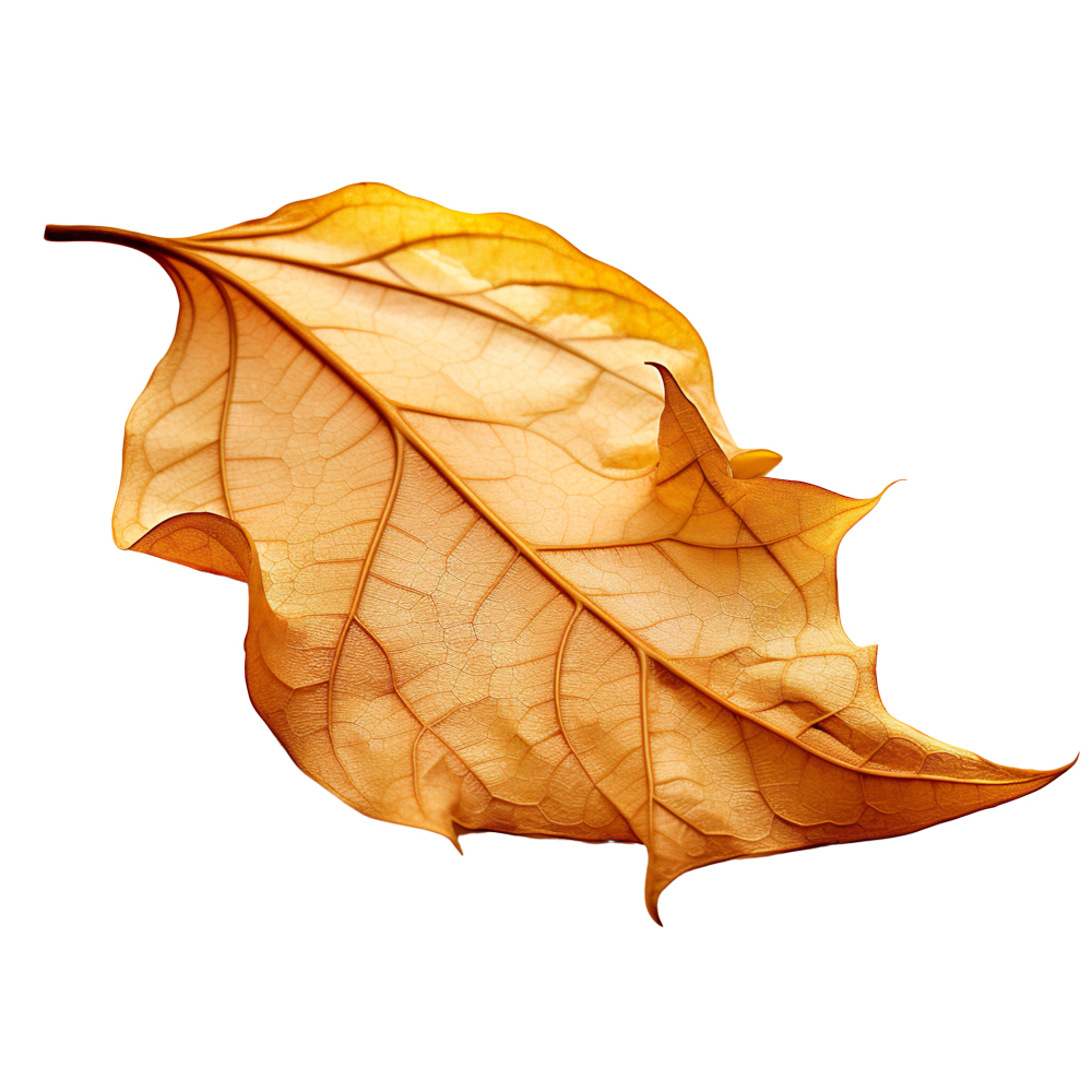 Autumn Leaves Magic(180)