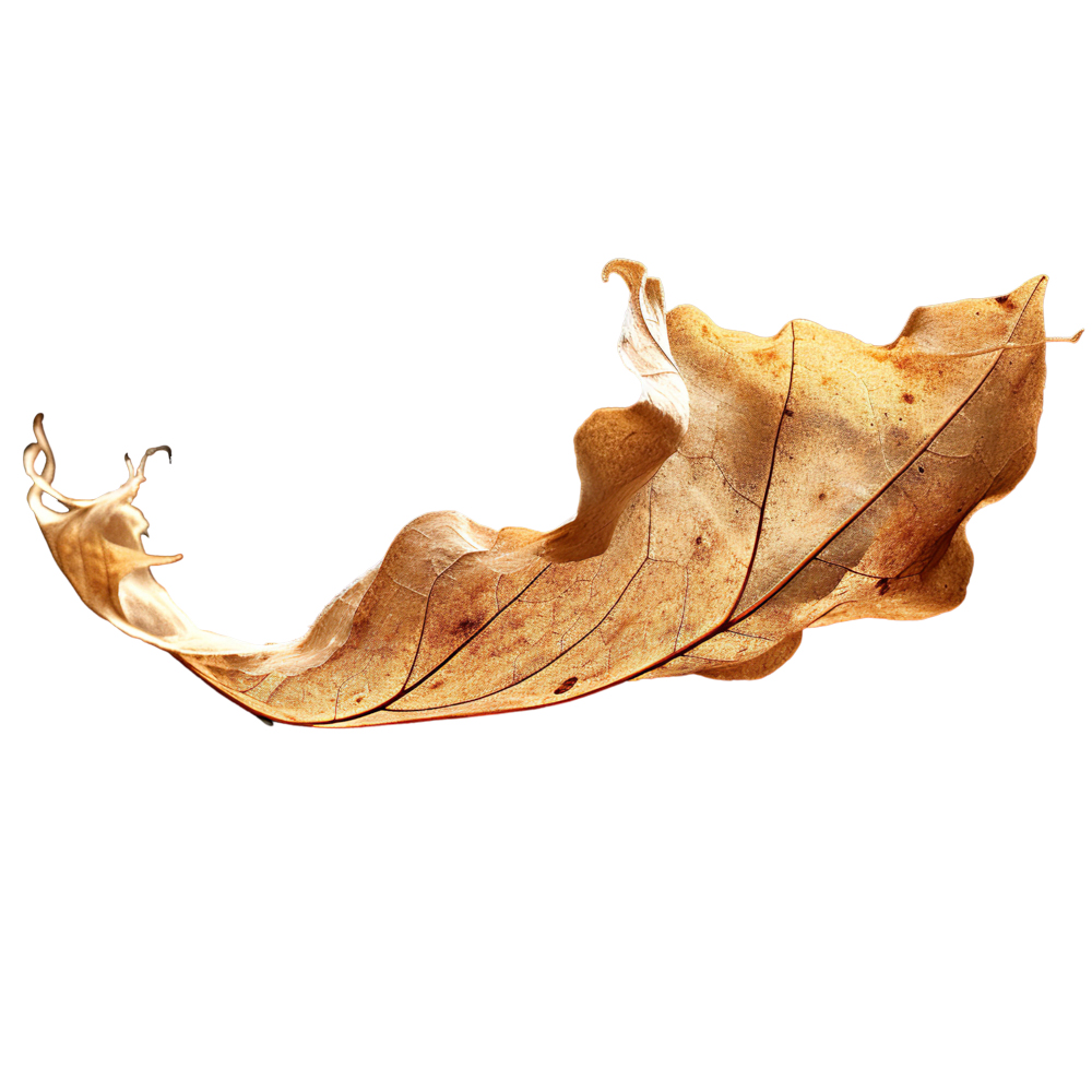 Autumn Leaves Magic(182)