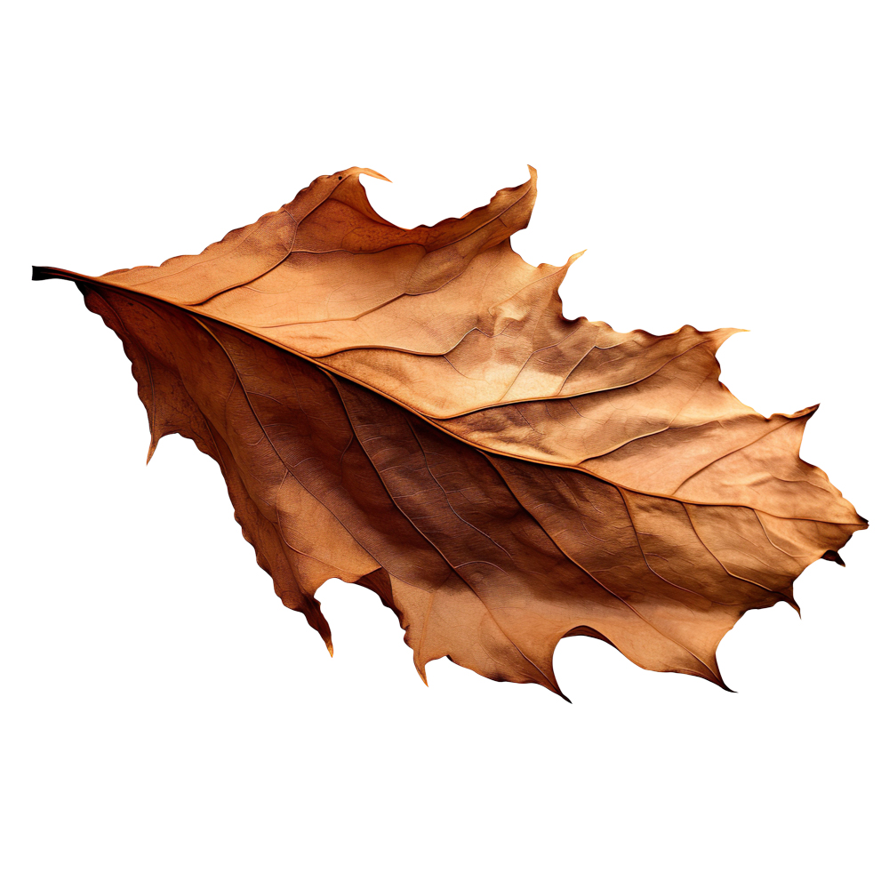 Autumn Leaves Magic(183)