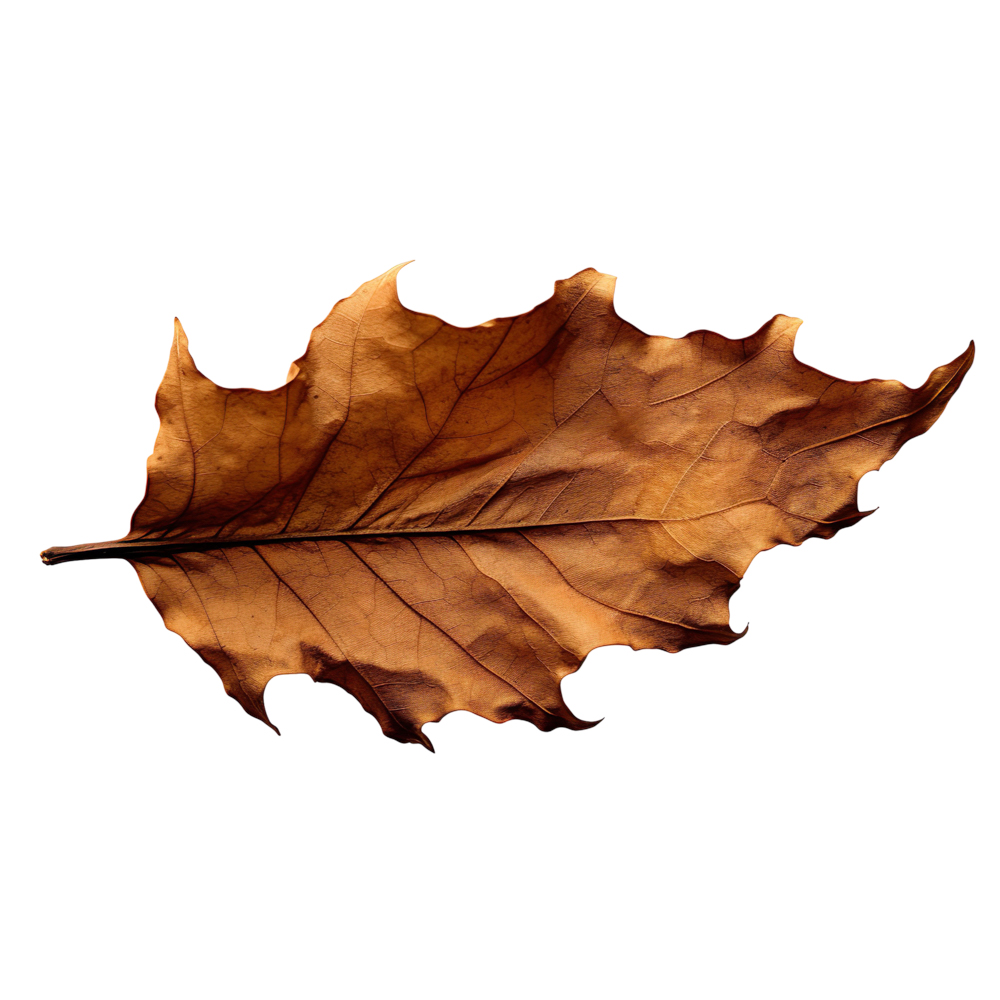 Autumn Leaves Magic(184)