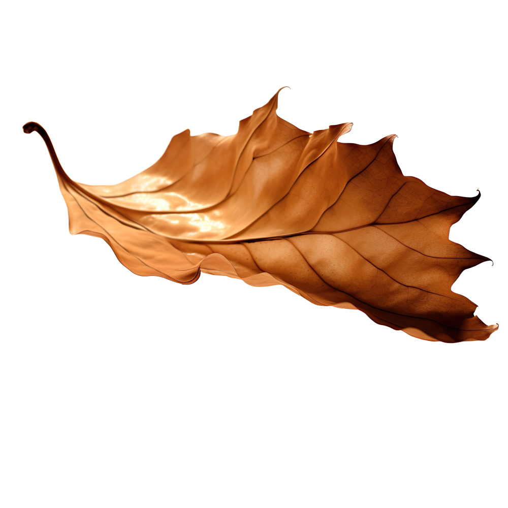 Autumn Leaves Magic(185)