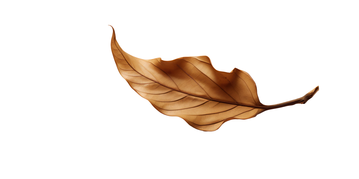 Autumn Leaves Magic(186)