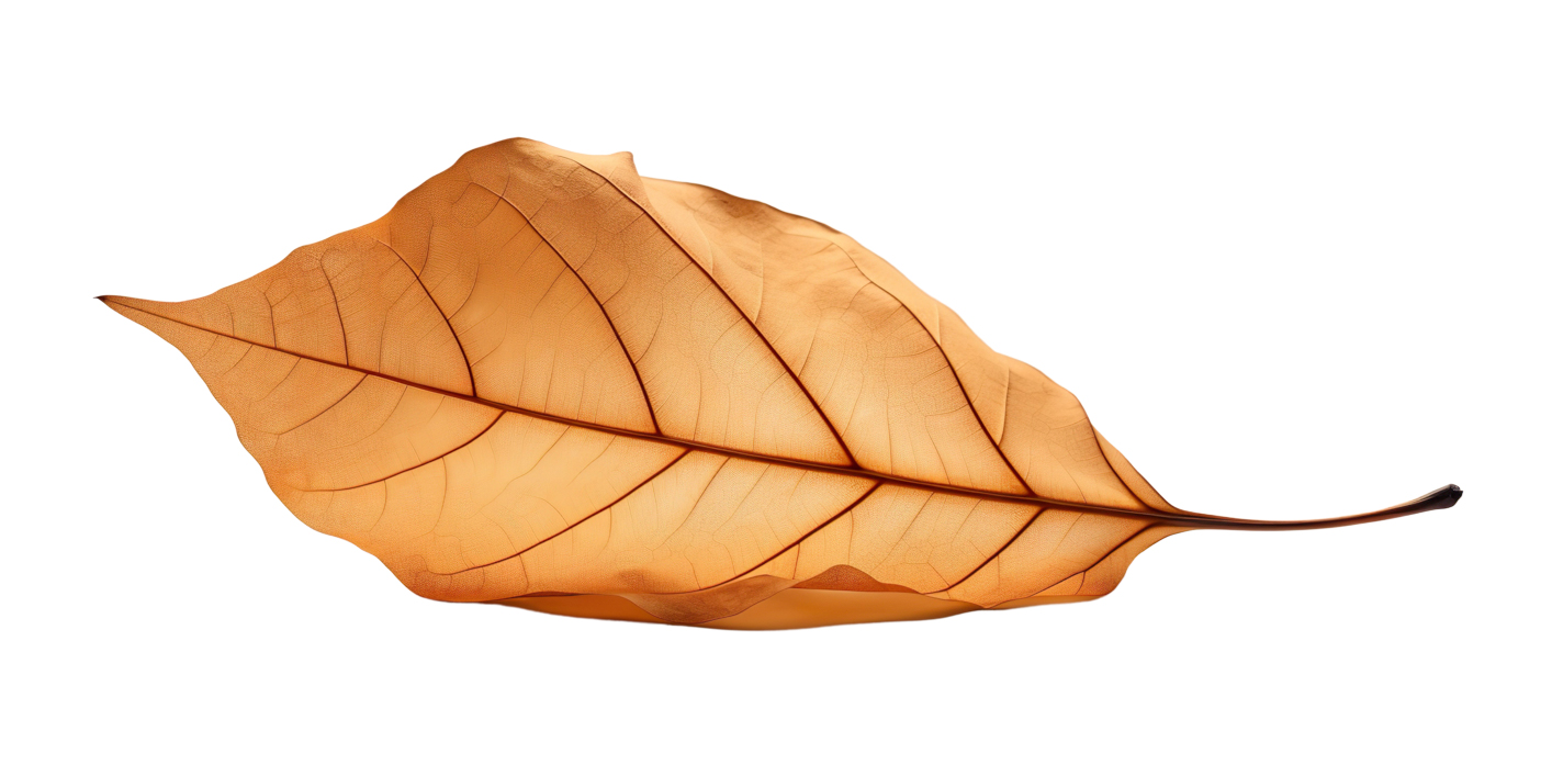 Autumn Leaves Magic(187)