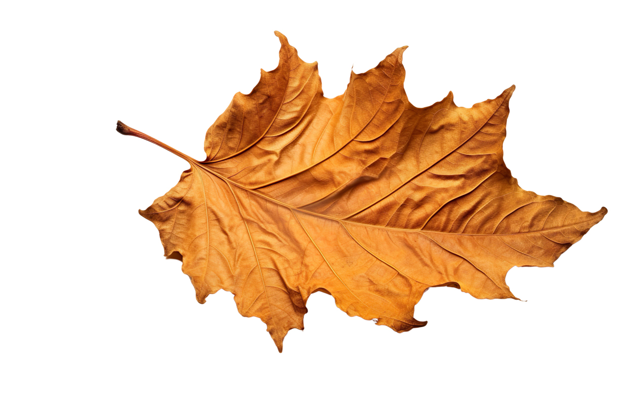 Autumn Leaves Magic(188)