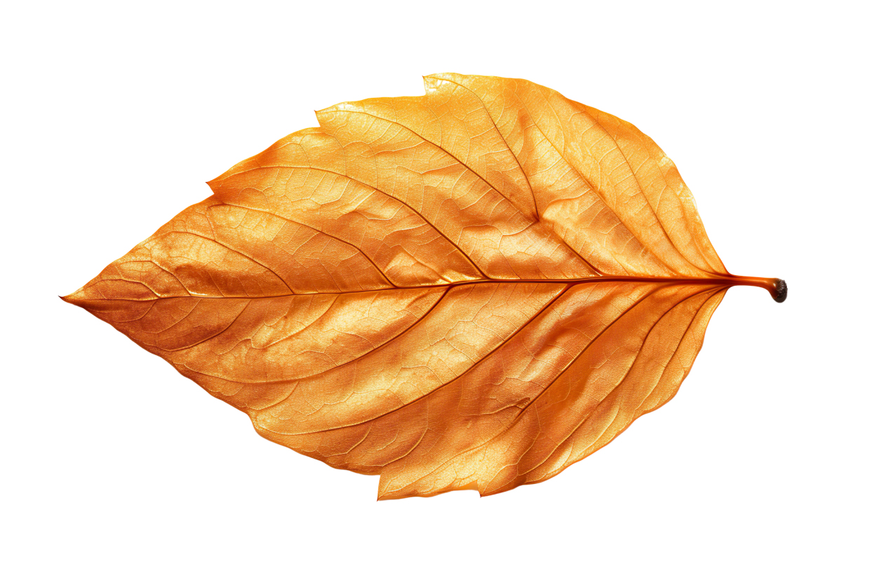 Autumn Leaves Magic(189)