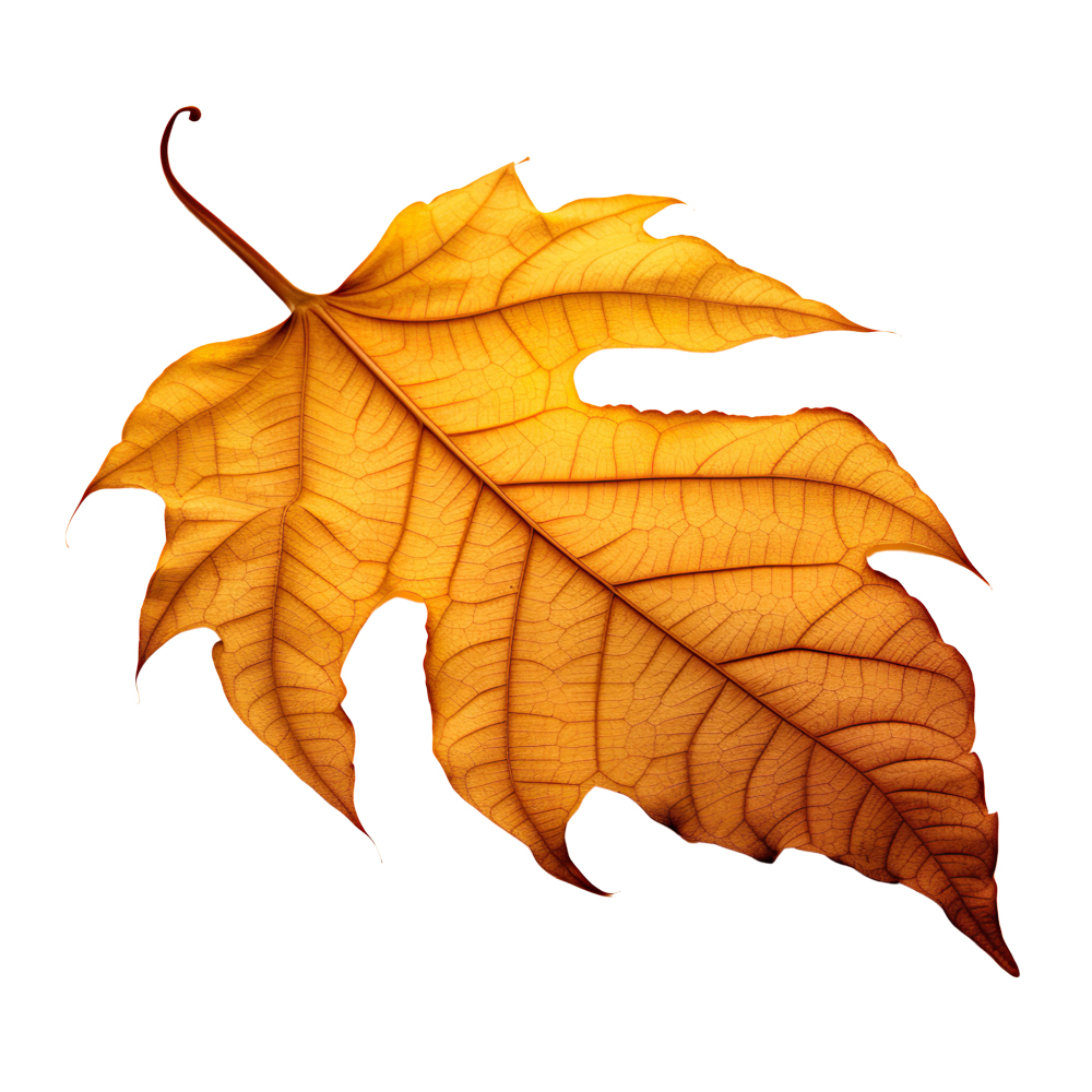 Autumn Leaves Magic(190)