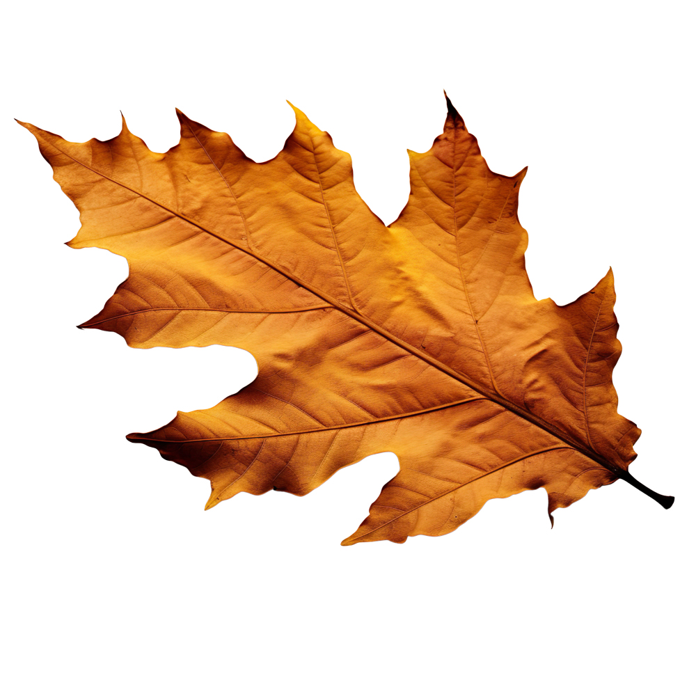 Autumn Leaves Magic(191)