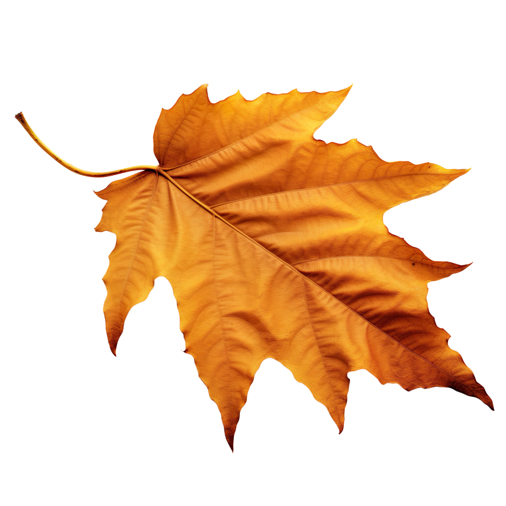 Autumn Leaves Magic(193)