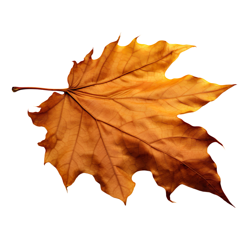 Autumn Leaves Magic(194)