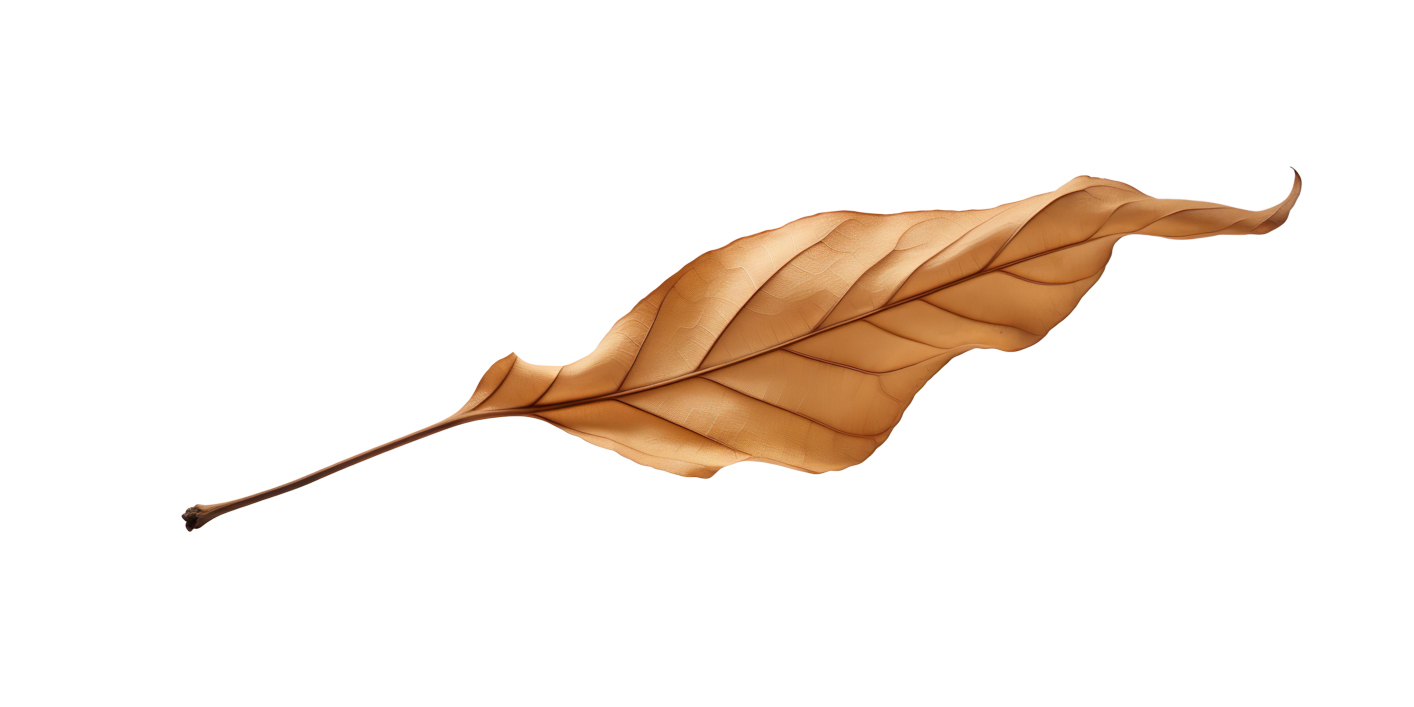 Autumn Leaves Magic(198)