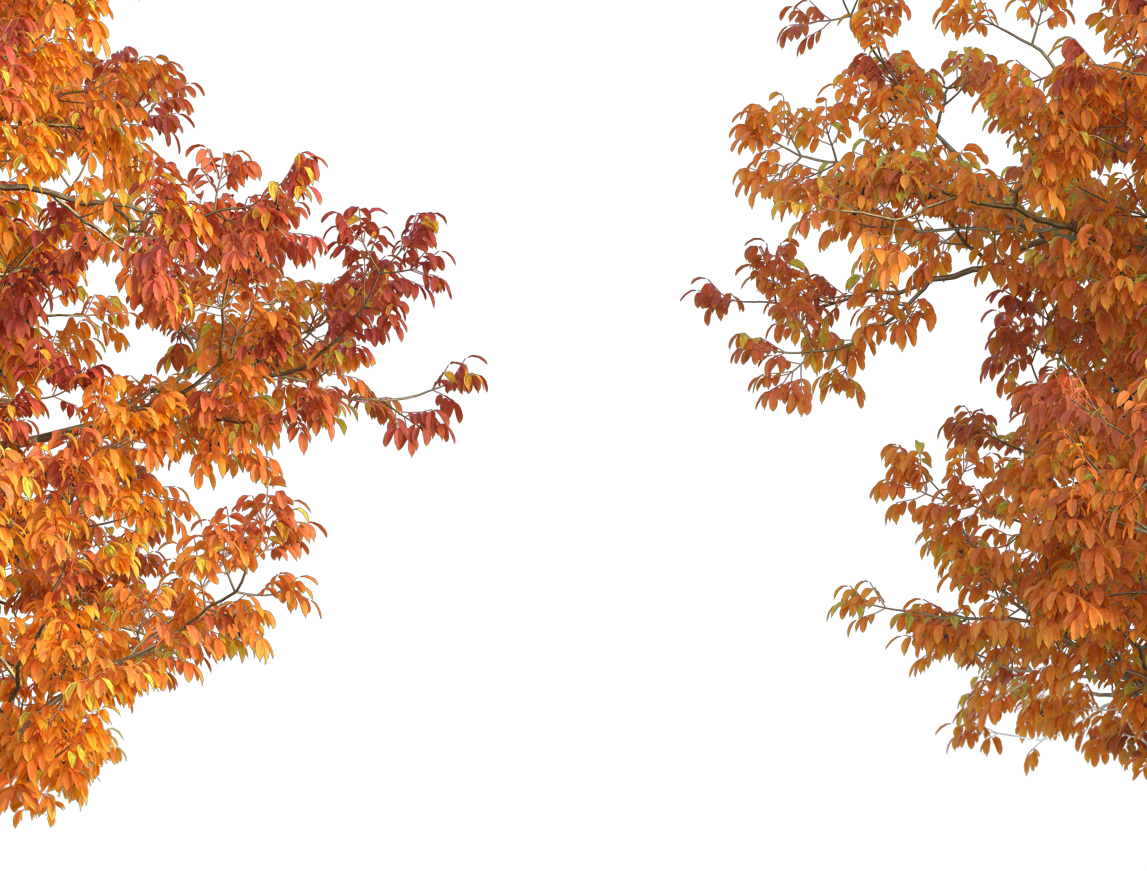 Autumn Leaves Magic(200)