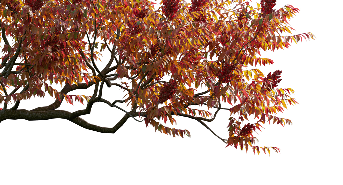 Autumn Leaves Magic(201)