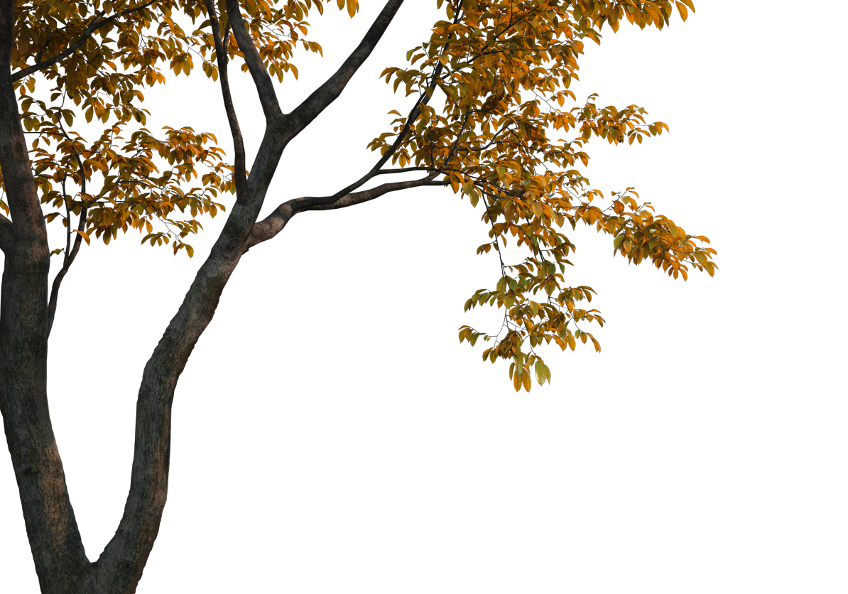 Autumn Leaves Magic(202)