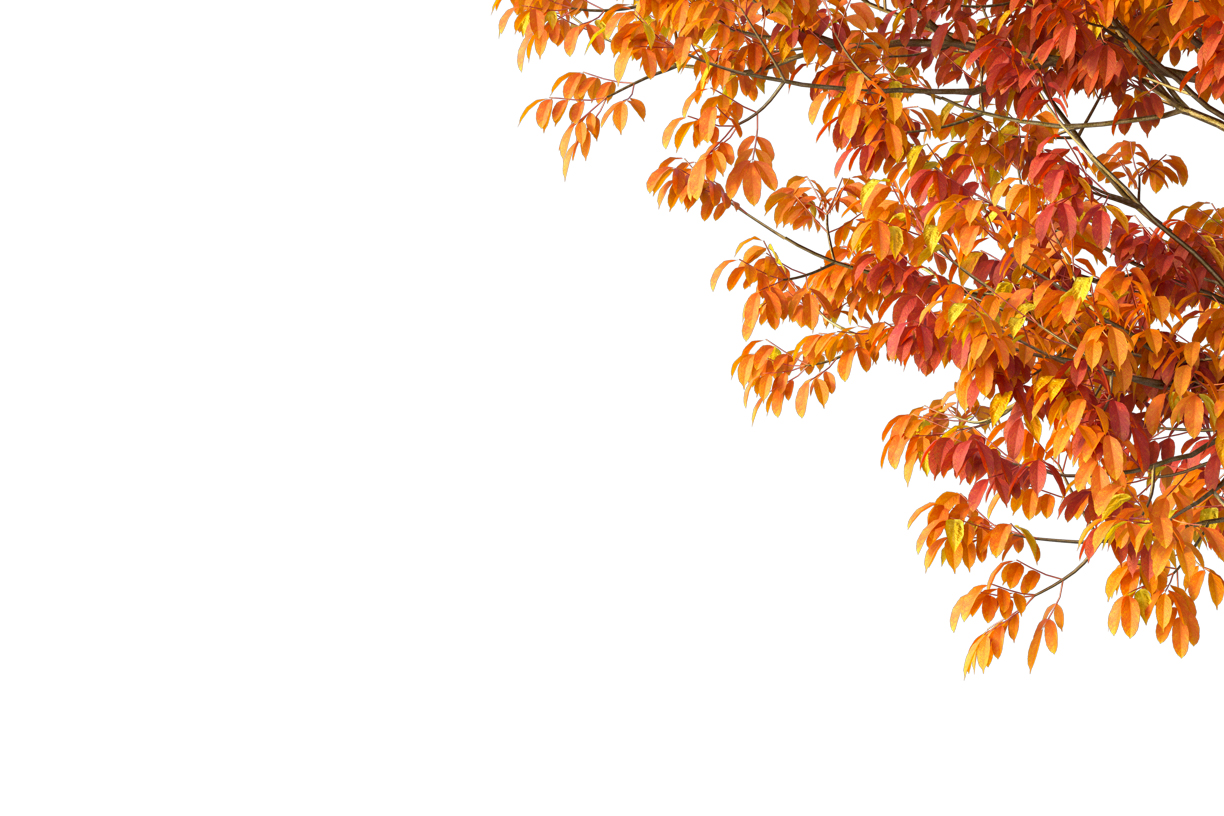 Autumn Leaves Magic(203)