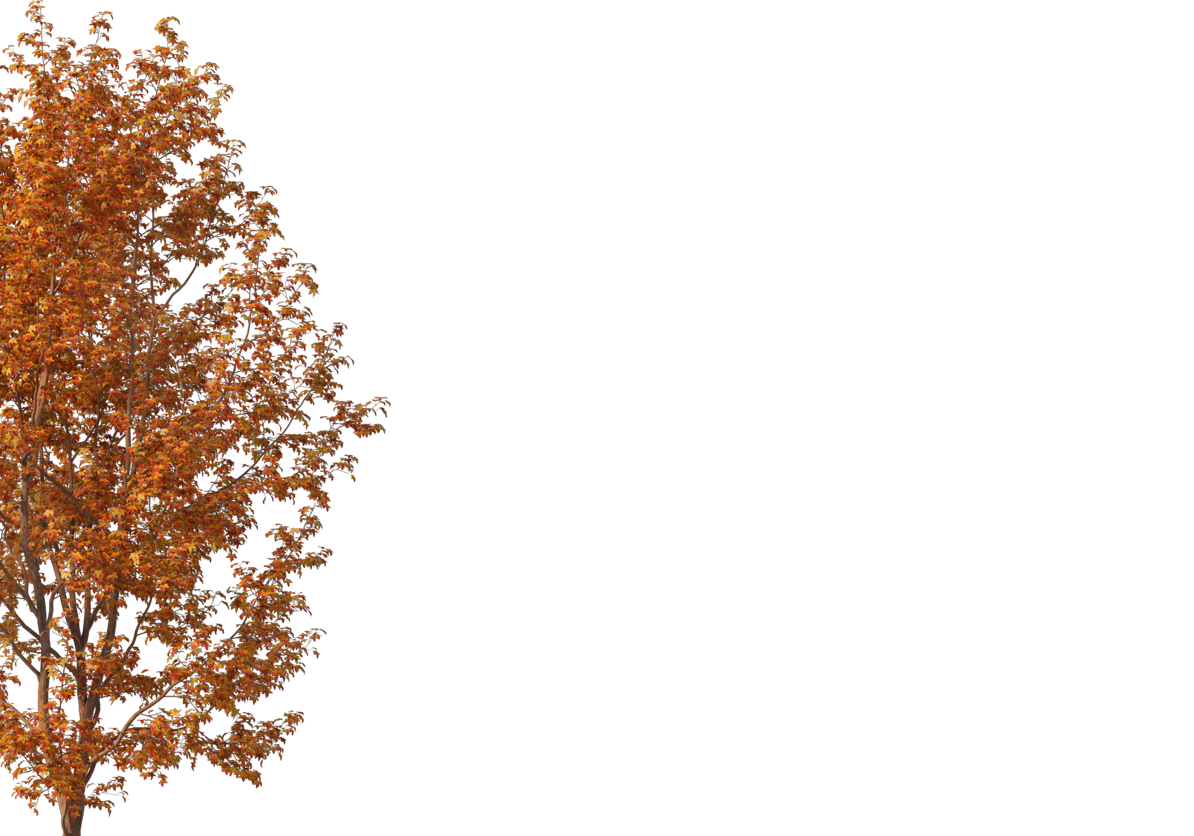 Autumn Leaves Magic(205)