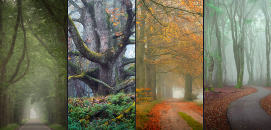 Complete Magical Forests Bundle image