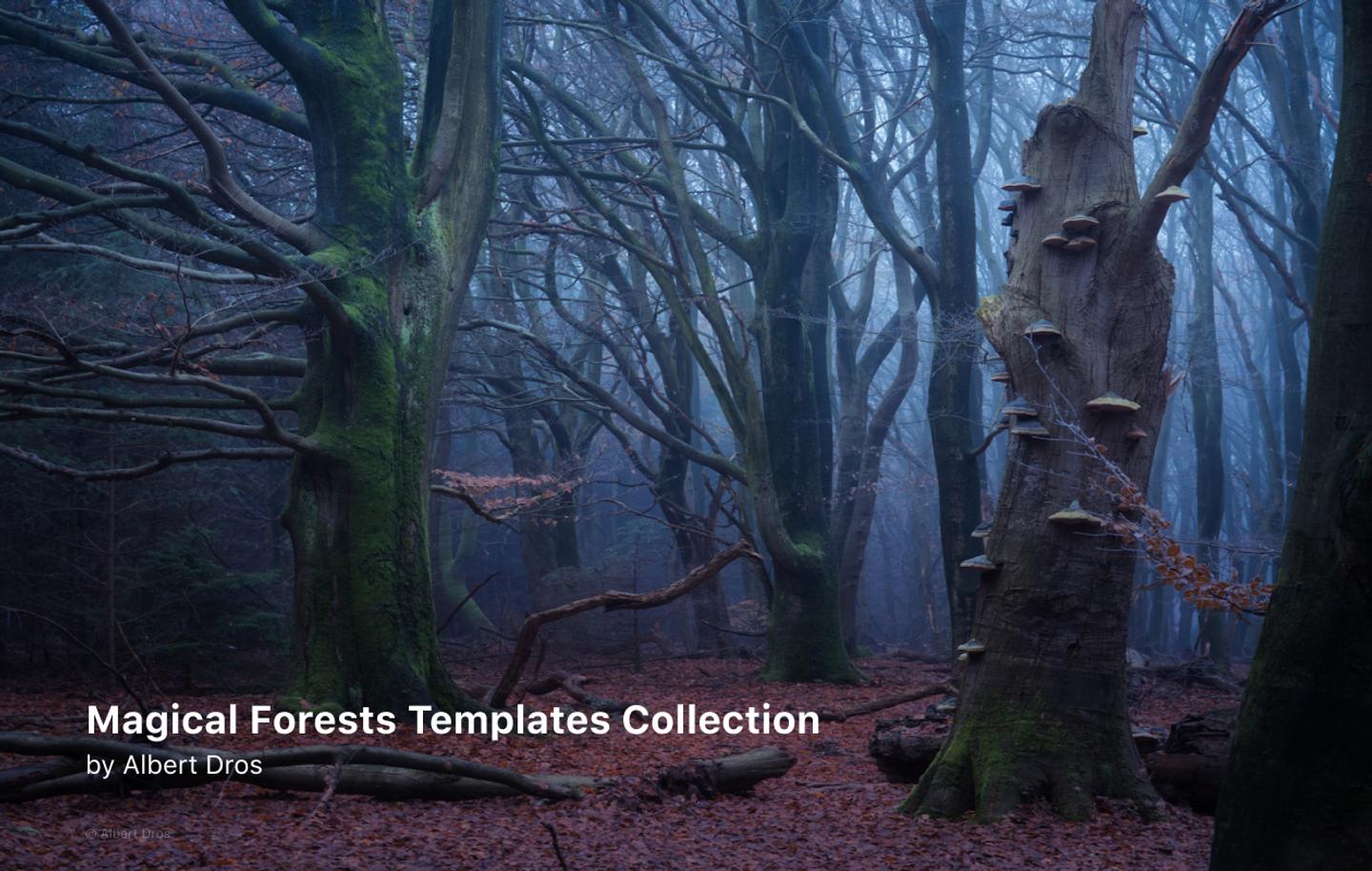 Complete Magical Forests Bundle — slide 1