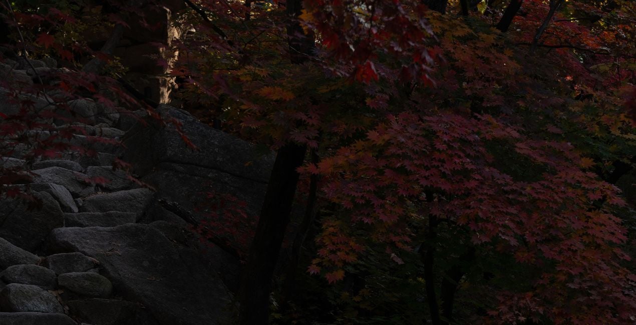 Autumn in the East Presets(49)