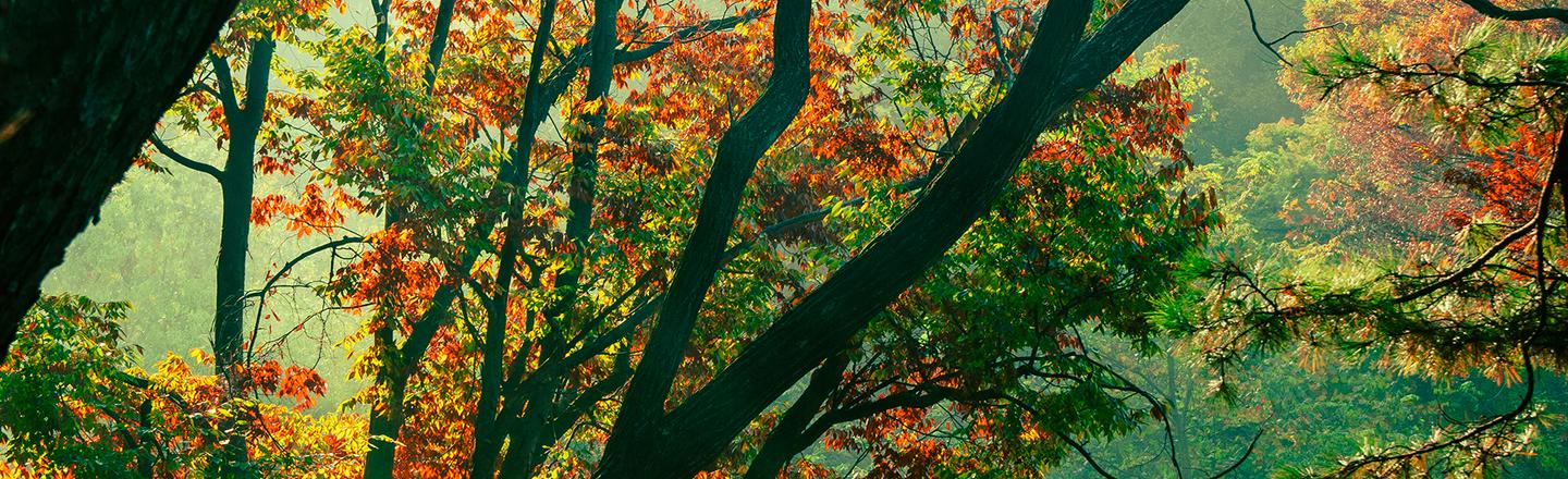 Autumn in the East — slide 1