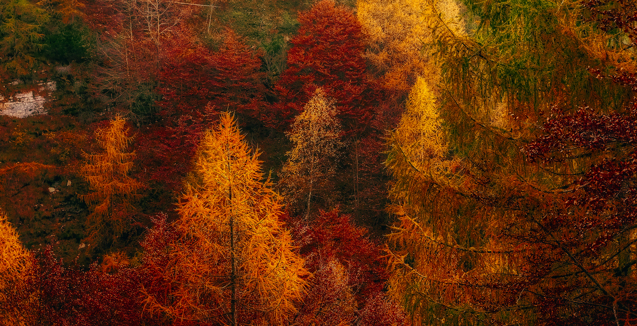 Fall Colors Presets(48)