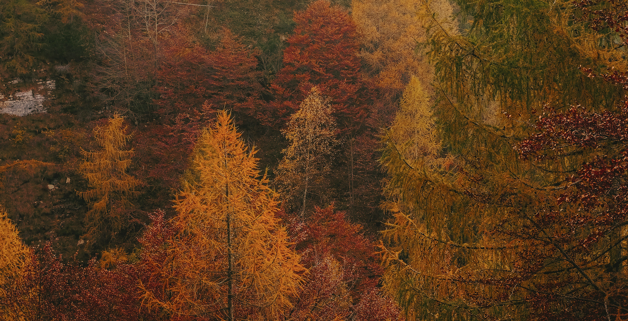 Fall Colors Presets(47)