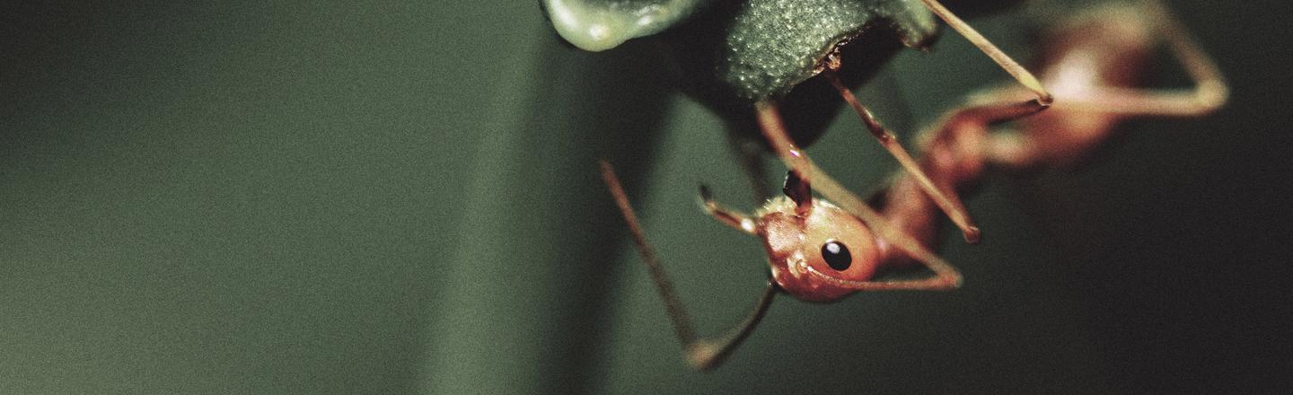 Macro Forest — slide 1