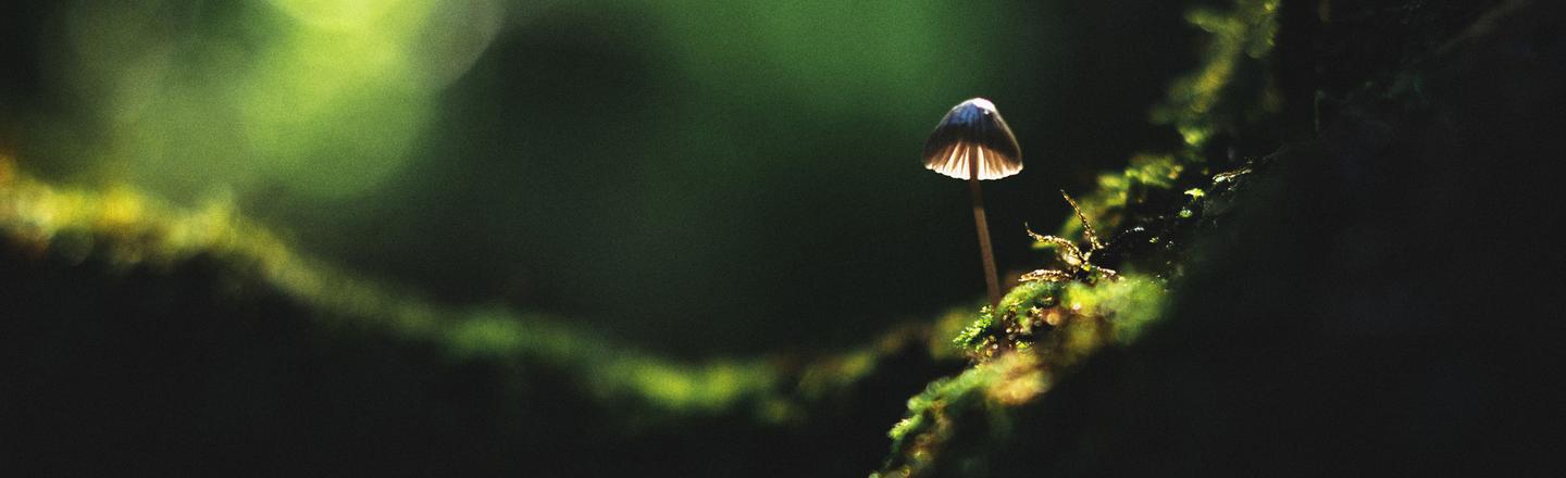 Macro Forest — slide 3