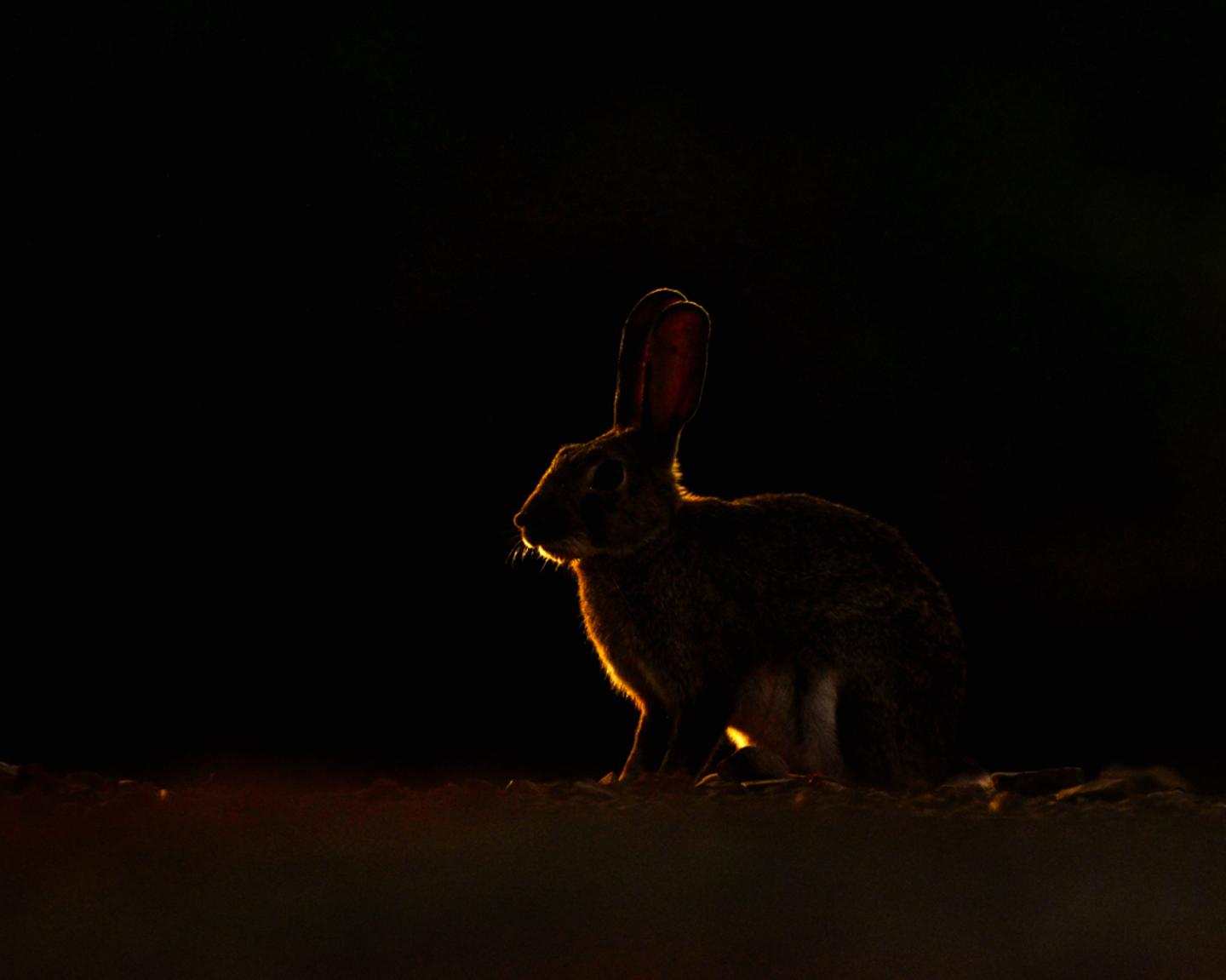 Animal Realm — slide 3