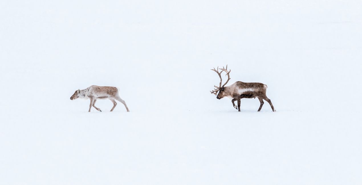 Winter Wildlife Presets(40)
