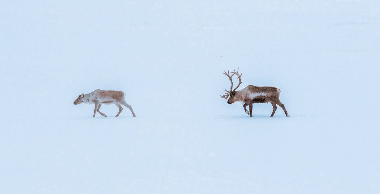 Winter Wildlife Presets(39)