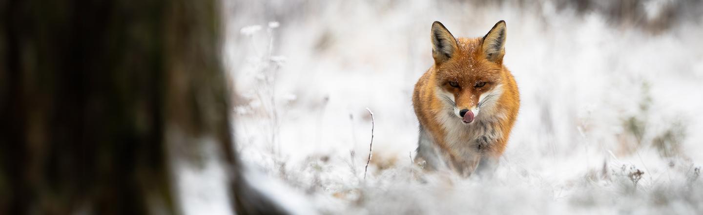 Winter Wildlife — slide 1