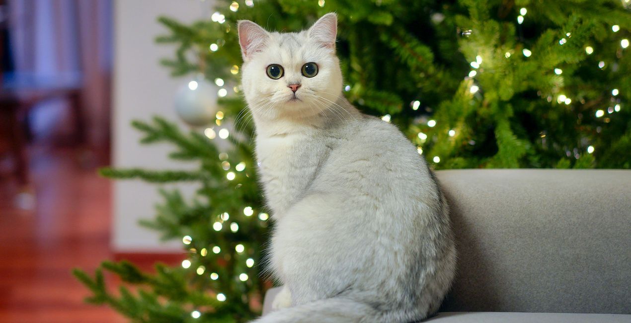 Christmas Cats Presets(40)