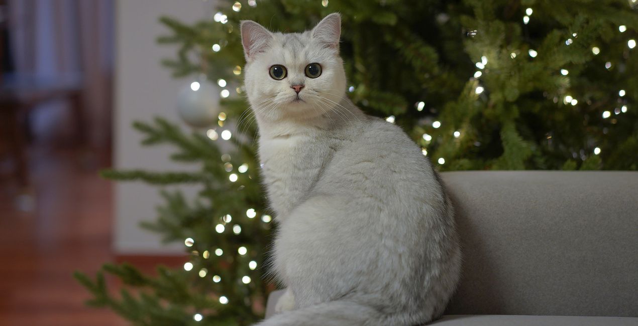 Christmas Cats Presets(39)