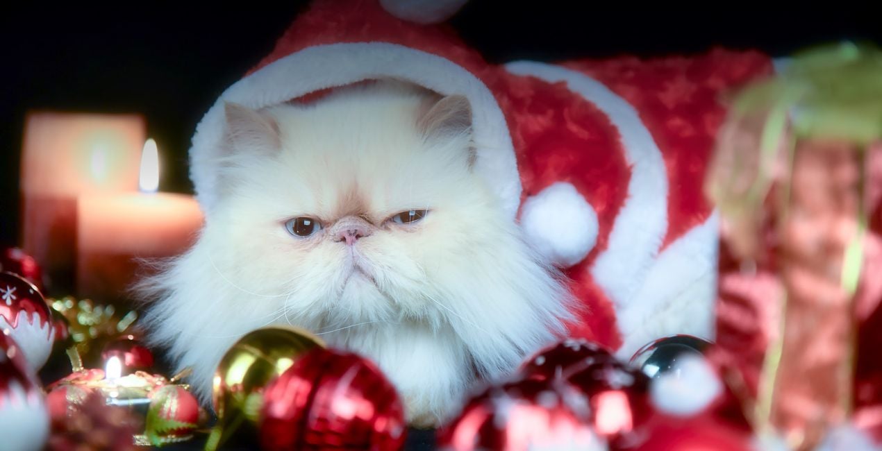 Presets: Weihnachtliche Katzen(48)