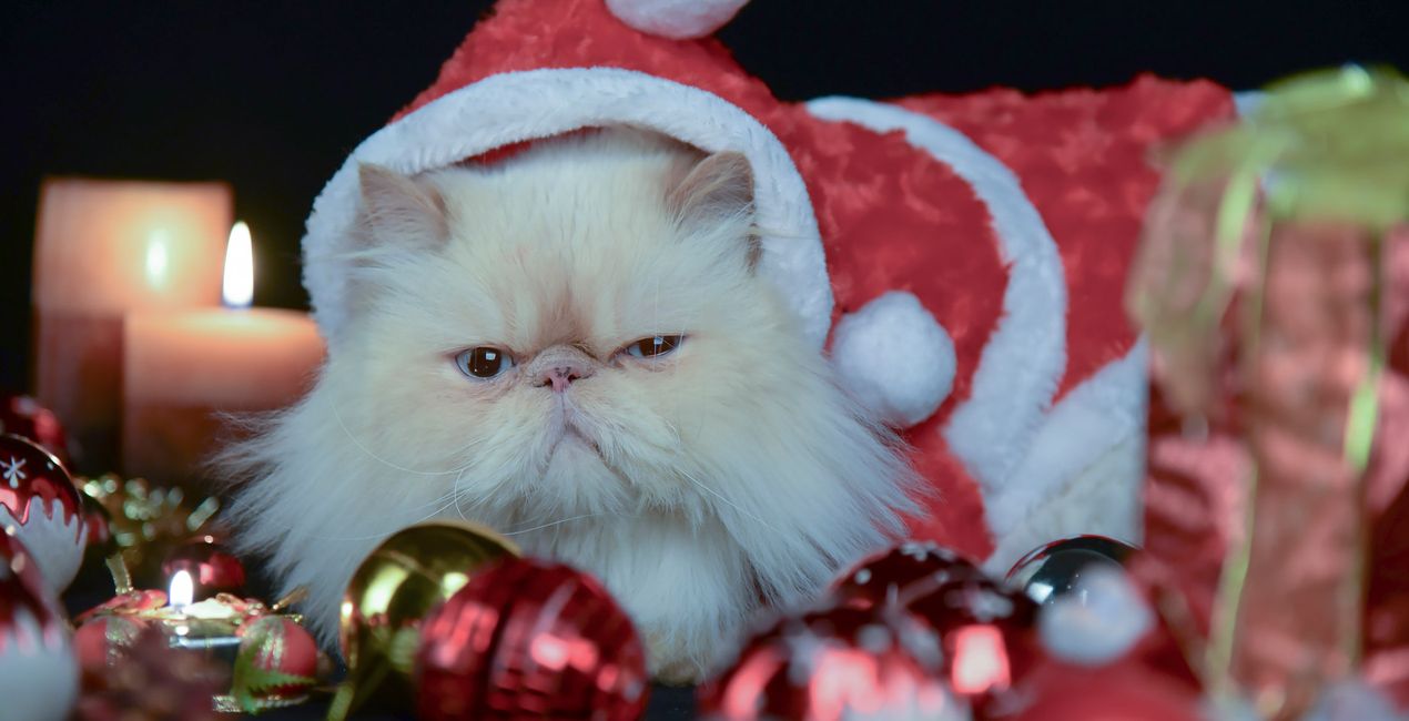 Christmas Cats Presets(47)