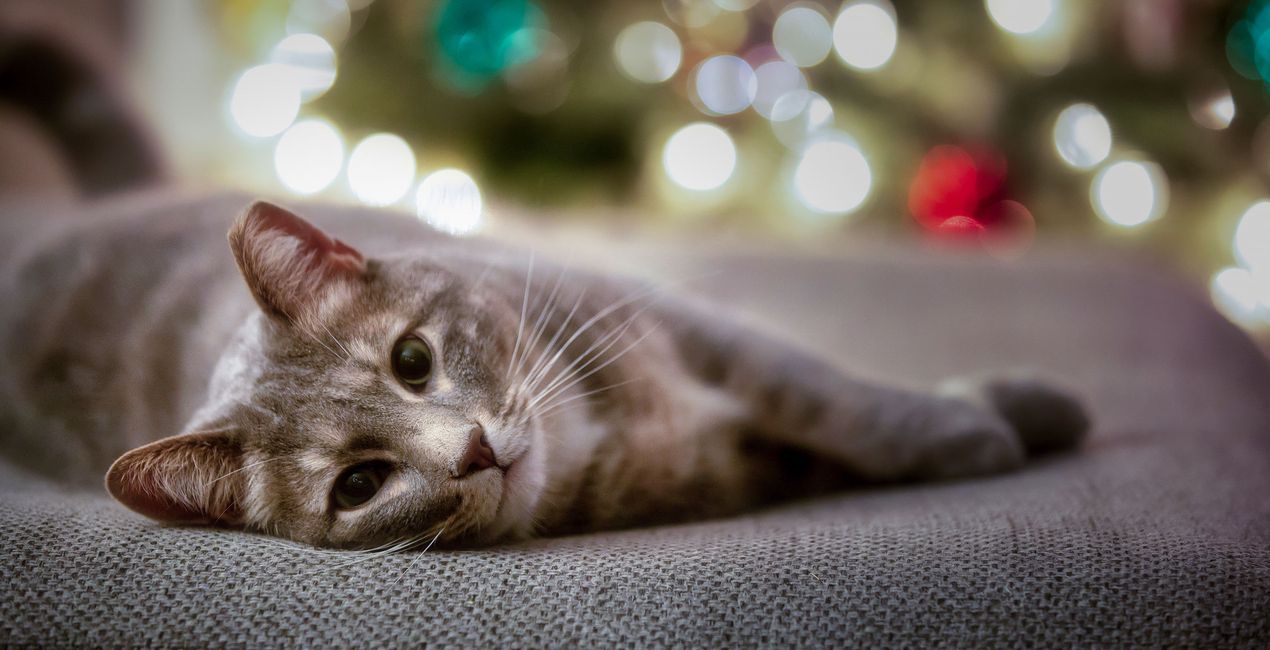 Presets: Weihnachtliche Katzen(44)