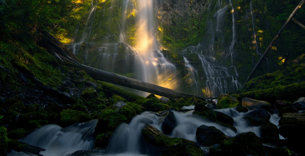 Forest Photography Masterclass Course(43)