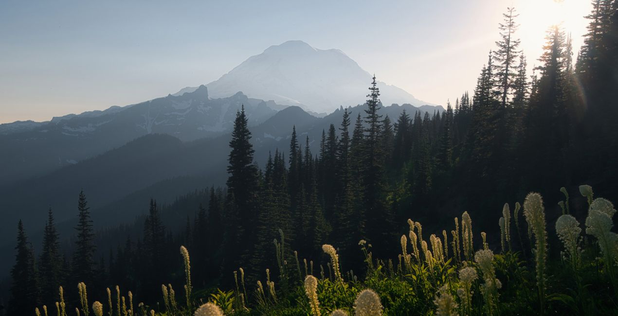 Forest Photography Masterclass Course(47)