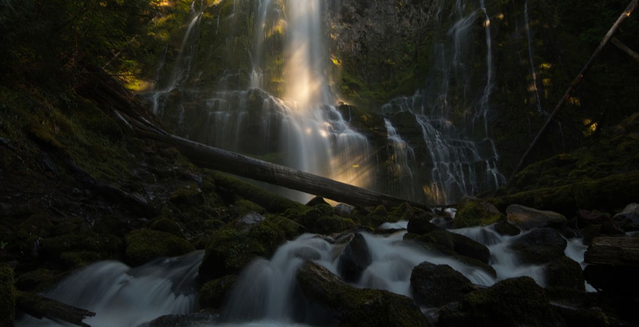 Forest Photography Masterclass Course(42)