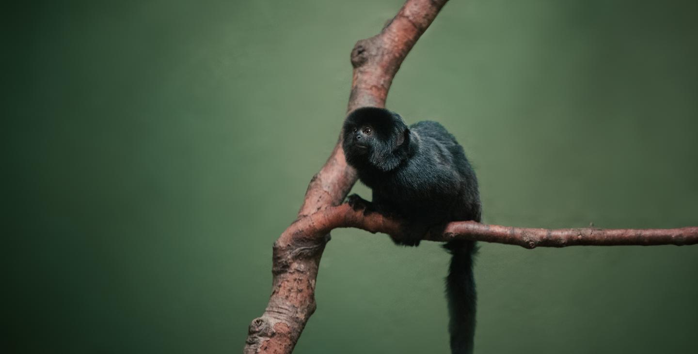 Amazing Animals - Part III — slide 1